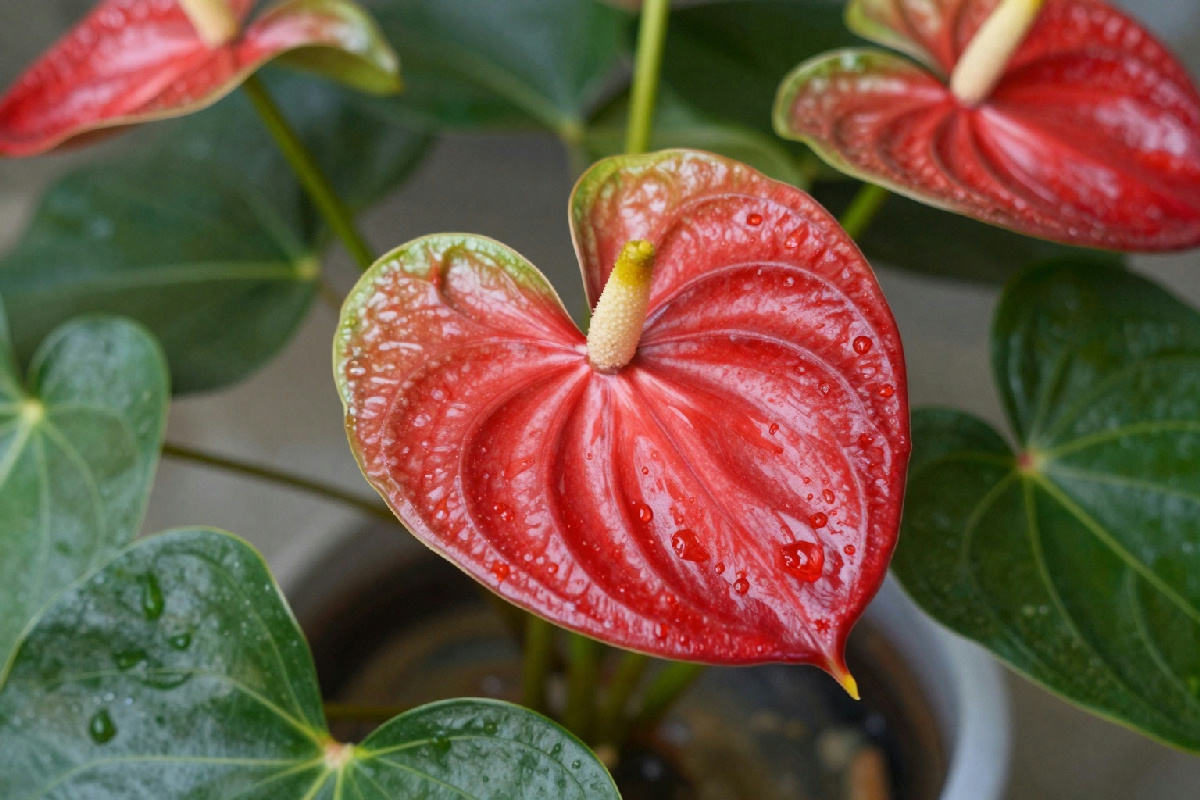 Come riprodurre l'anthurium in acqua: guida semplice per avere piante sane in casa